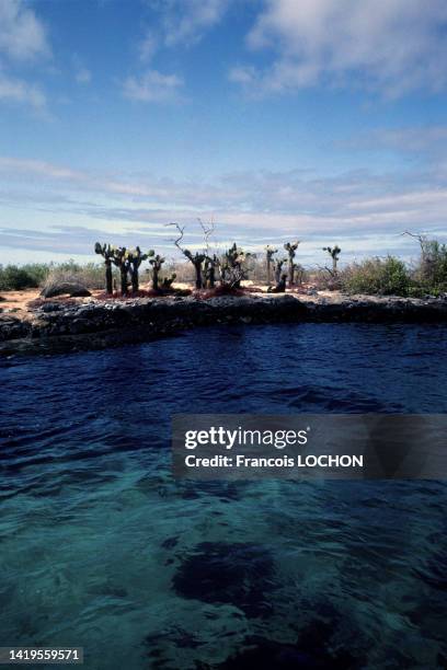 Cactus des Galapagos en bord de mer sur les îles Galápagos, en 1992, Equateur.