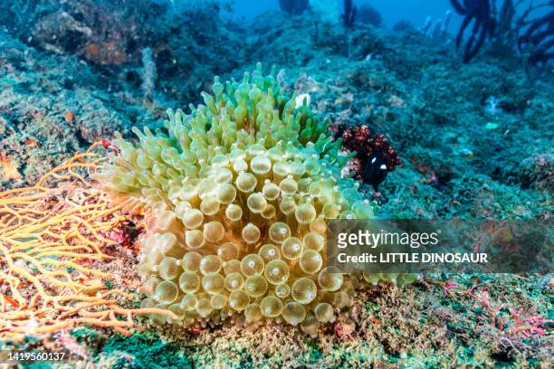 bubble-tip anemone (entacmaea quadricolor) - soft coral stock-fotos und bilder
