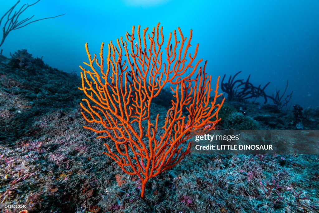 Gorgonian sea fan