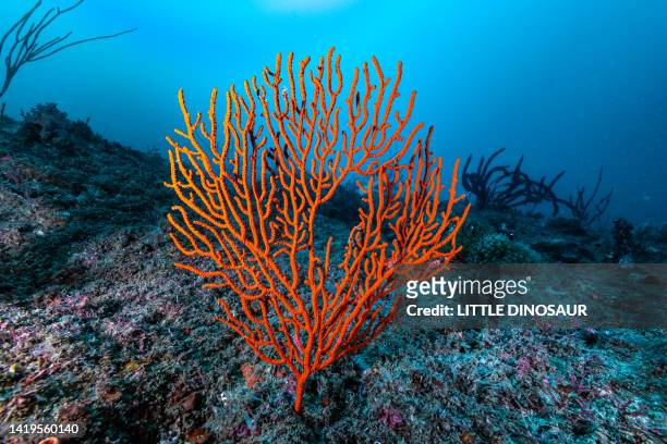 gorgonian sea fan - soft coral stock-fotos und bilder
