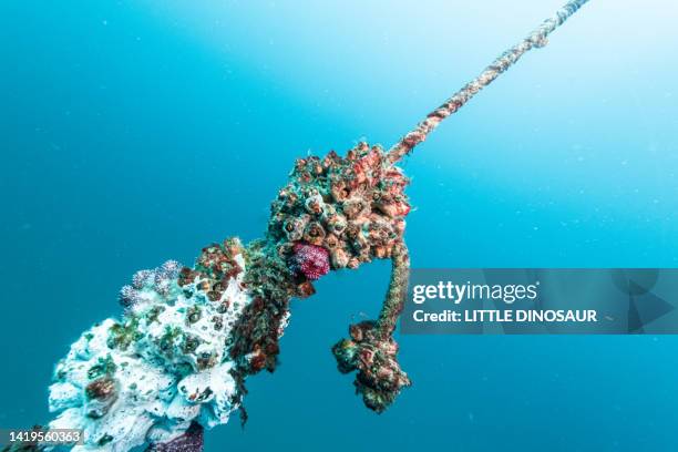Barnacle Rope 184 Reef Anchor Stock Photos, High-Res Pictures, and Images - Getty Images