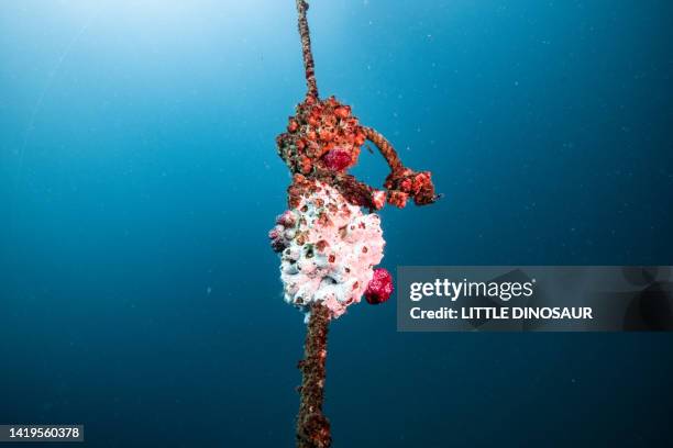 Barnacle Rope 184 Reef Anchor Stock Photos, High-Res Pictures, and Images - Getty Images