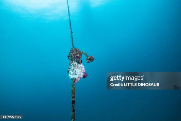 Barnacle Rope Barnacles Boat Photos and Premium High Res Pictures - Getty Images
