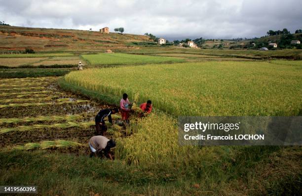 Madagascar Riz 35 Madagascar Riz Stock Photos, High-Res Pictures, and Images - Getty ...