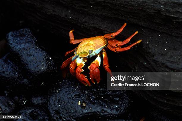 Crabe rouge dans les îles Galápagos, en 1992, Equateur.