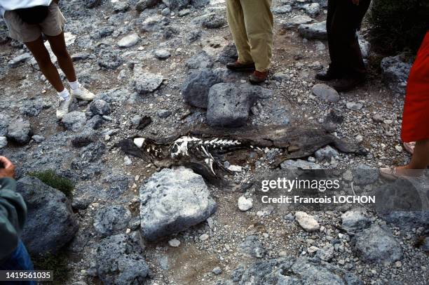 Groupe de touristes observant les restes d'un cadavre de poisson dans les îles Galápagos, en 1992, Equateur.