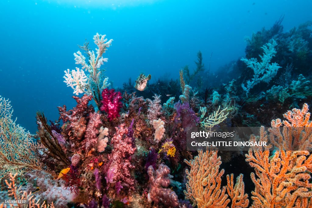 Colorful soft coral covers the top of the artificial reef