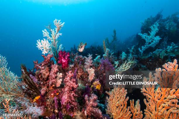 colorful soft coral covers the top of the artificial reef - coral reefs stock pictures, royalty-free photos & images