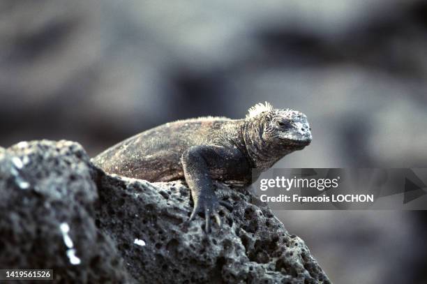 Iguane des Galapagos, dans l'archipel des îles Galápagos, en 1992.