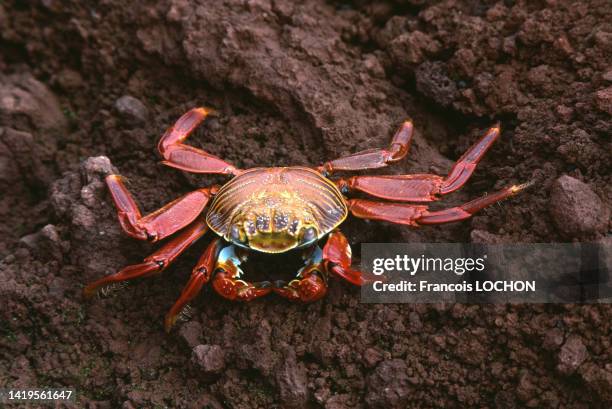 Crabe rouge dans les îles Galápagos, en 1992, Equateur.