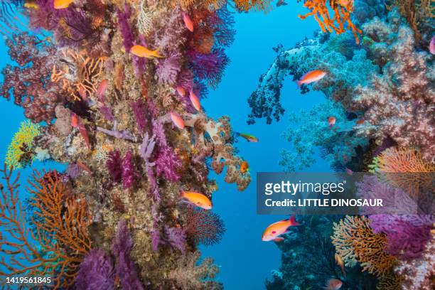 artificial reef pillar covered with soft coral - stenkorall bildbanksfoton och bilder