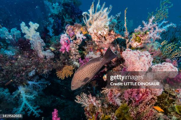 areolate grouper swimming among soft coral - soft coral stock-fotos und bilder