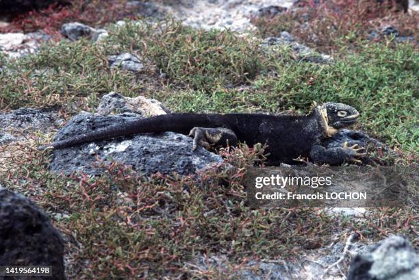Iguane des Galapagos, dans l'archipel des îles Galápagos, en 1992.
