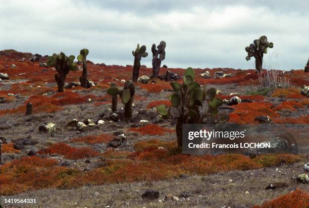 Cactus des Galapagos sur les îles Galápagos, en 1992, Equateur.
