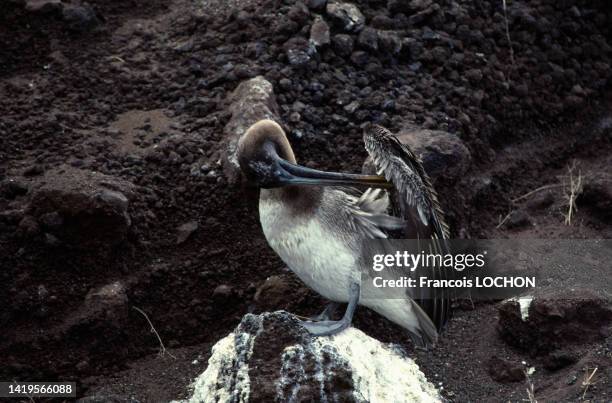 Pélican brun dans les îles Galapagos en 1992.