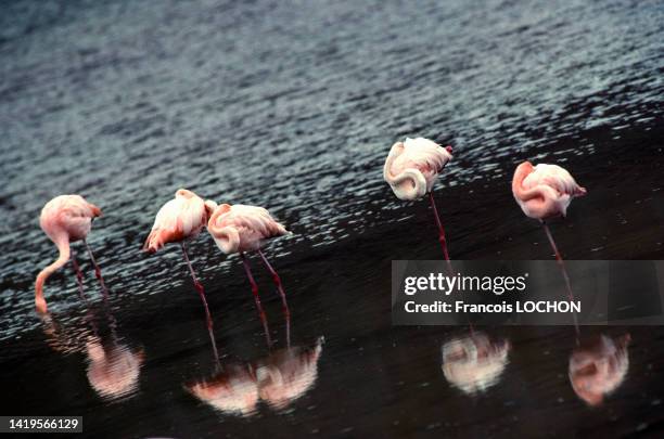 Flamants roses dans les îles Galápagos, en 1992, Equateur.