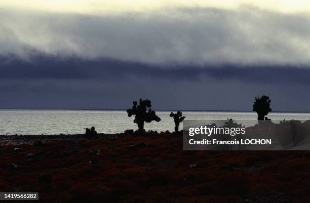 Silhouettes de cactus sur les îles Galápagos face à la mer sous un ciel orageux, en 1992, Equateur.