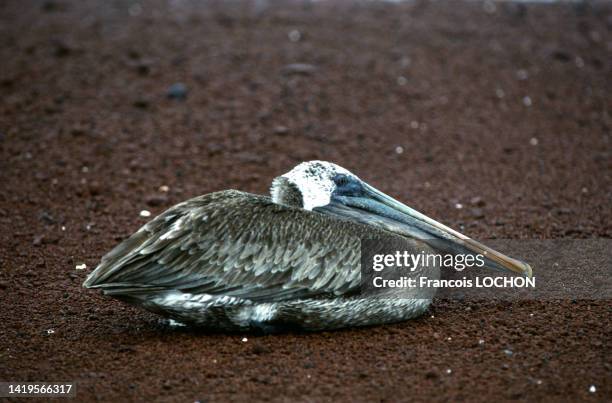 Pélican brun dans les îles Galapagos en 1992.