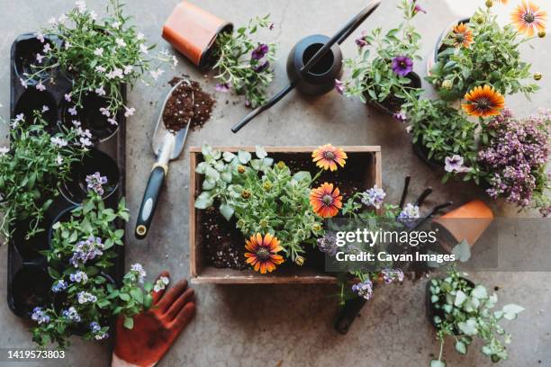 top view of flowers in pots with gardening tools on grey floor - annuals stock pictures, royalty-free photos & images