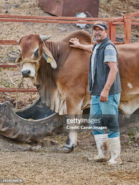 farmer man posing with a bull flipping on camera rural life - züchter stock-fotos und bilder