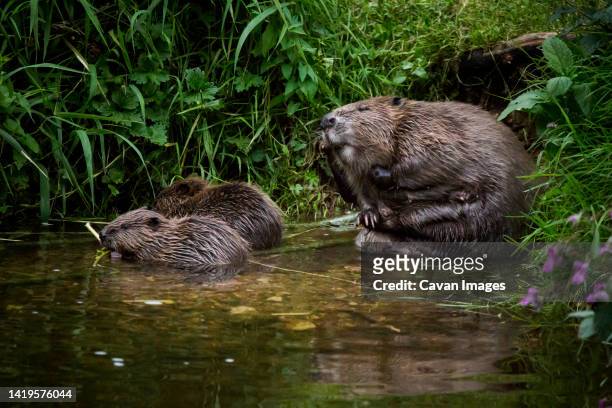 a adult beaver and two kits on a riverbank - beaver stockfoto's en -beelden