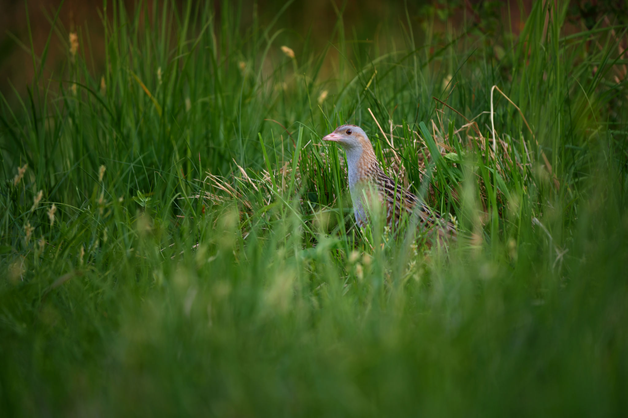 The corn crake or corncrake or landrail is a bird in the rail family The corn crake or corncrake or landrail is a bird in the rail family