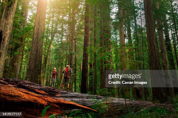 a father and son hiking through the forest at redwoods national park - redwood national park stock pictures, royalty-free photos & images