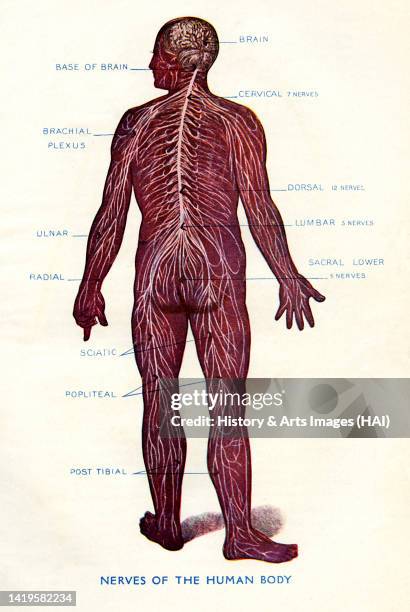 Anatomy of nerves of the human body shown on an anatomical chart. Anatomy of central nervous system from medical textbook published 1905. ' A...