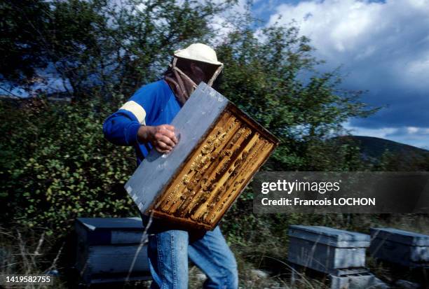 Apiculteur avec une combinaison de protection récupérant le miel dans une ruche dans les Alpes de Hautes-Provence, années 1990.