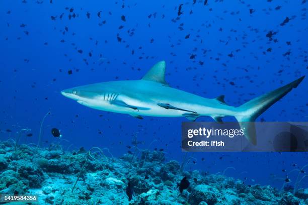 blacktail reef sharks carcharhinus amblyrhynchos swimming over reef, blue corner, palau, micronesia - grey reef shark stock pictures, royalty-free photos & images