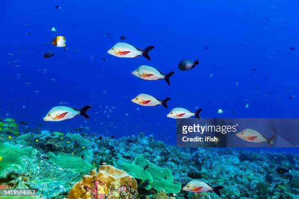 small school of humpback red snappers lutjanus gibbus at blue corner, palau, micronesia - humpnose bigeye bream stock pictures, royalty-free photos & images