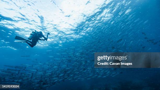 underwater photographer diving at the andaman sea - barracuda stock pictures, royalty-free photos & images