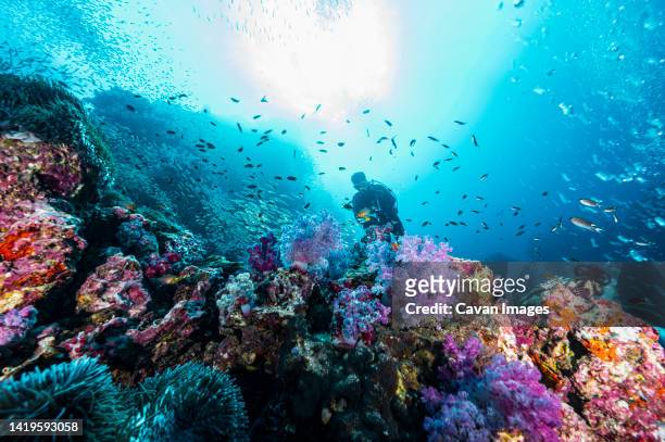 man diving at the andaman sea in thailand - indian ocean stock pictures, royalty-free photos & images