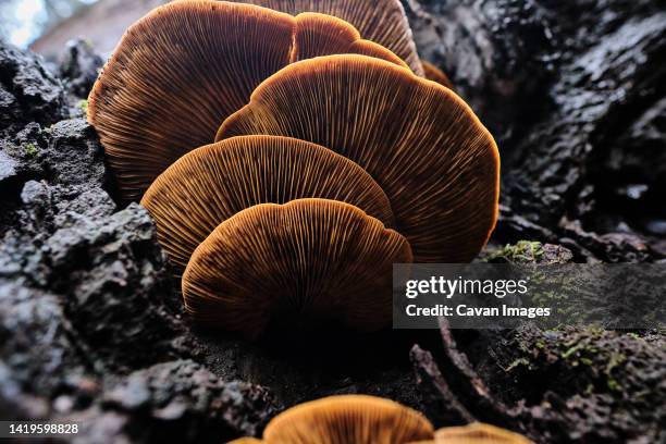 Mushroom Ridges Photos and Premium High Res Pictures - Getty Images