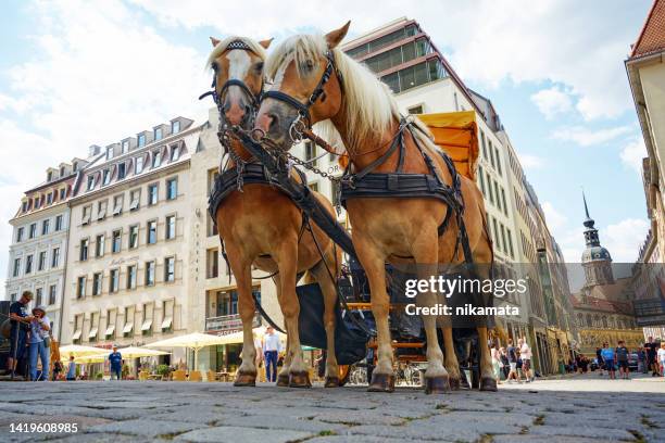 09.08.2022, dresden, germany: a pair of horses harnessed to a carriage on töpferstraße, 01067 in the historic city center. - animal harness stock pictures, royalty-free photos & images