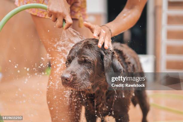 unrecognizable woman washing her dog with a hosepipe - dog splashing stock pictures, royalty-free photos & images