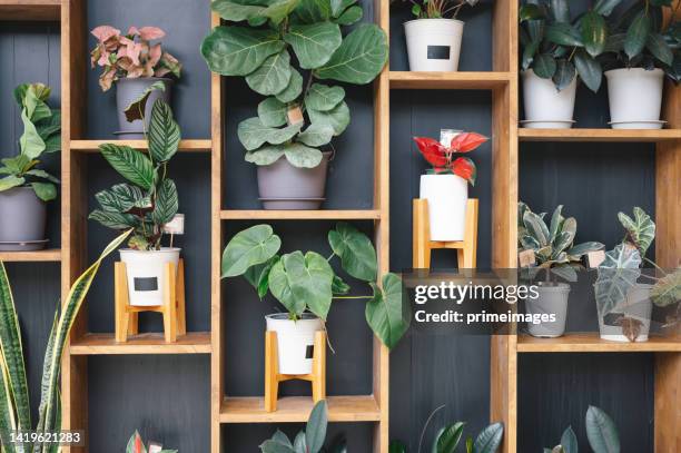 parede de interior decorativo plantas verdes plásticas artificiais em apartamento - planta de interior - fotografias e filmes do acervo