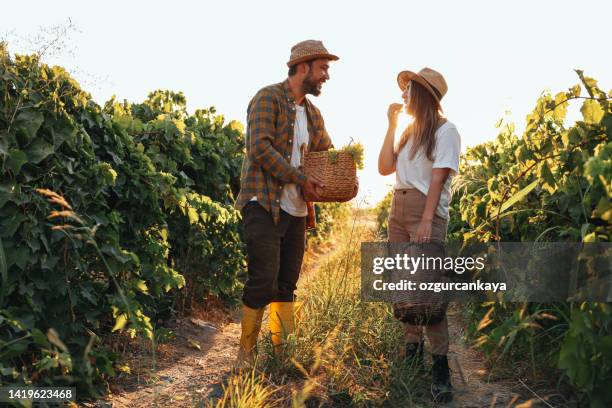 happy couple of farmers picking grapes from their vineyard - agriculture happy stockfoto's en -beelden