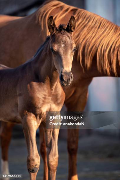 portrait of black little foal with his mom. sunny summer evening. - veulen stockfoto's en -beelden