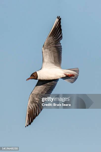 black-headed gull in flight - black headed gull stock-fotos und bilder