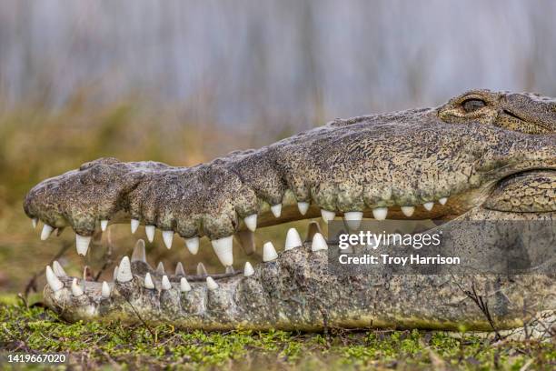 american crocodile profile and teeth - animal nose stock pictures, royalty-free photos & images