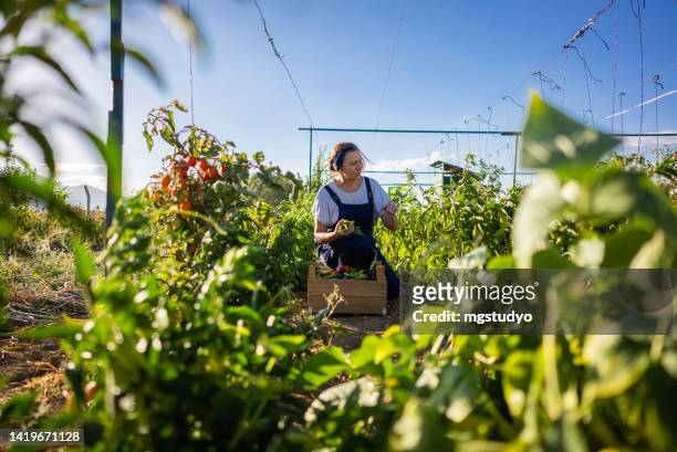 female gardener tending to organic crops and picking up a bountiful basket full of fresh produce - sustainable economy stock pictures, royalty-free photos & images