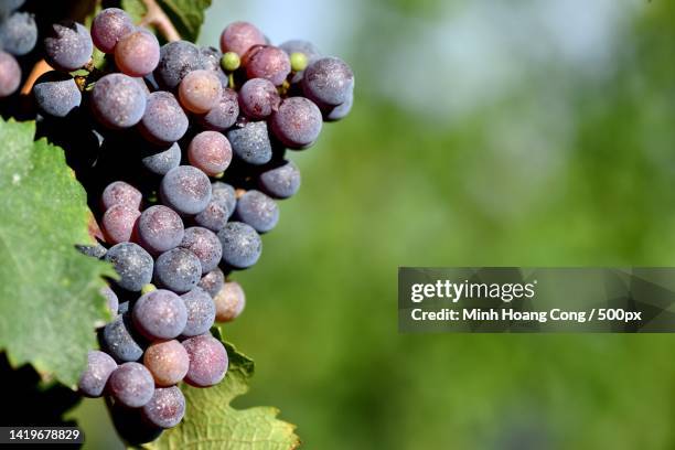 close-up of grapes growing in vineyard - shiraz stock pictures, royalty-free photos & images