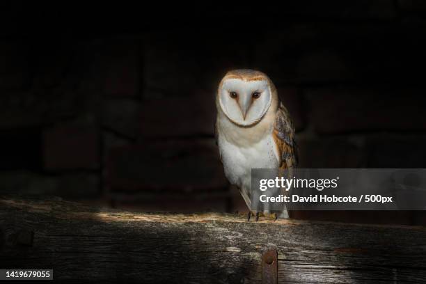 portrait of barn owl perching on wood,west yorkshire,united kingdom,uk - barn owl stock-fotos und bilder