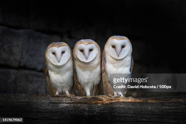 portrait of owls perching on wooden post - barn owl fotografías e imágenes de stock