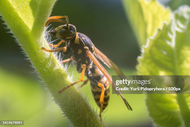 close-up of insect on plant,bonn,germany - stechen tierverhalten stock-fotos und bilder