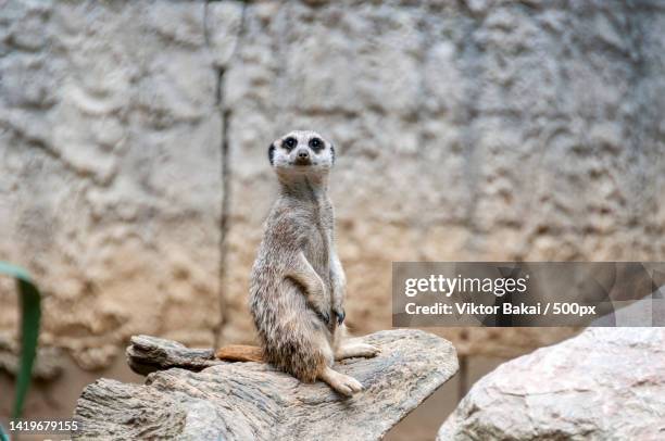 close-up of meerkat looking away while sitting on rock,miskolc,hungary - meerkat stockfoto's en -beelden