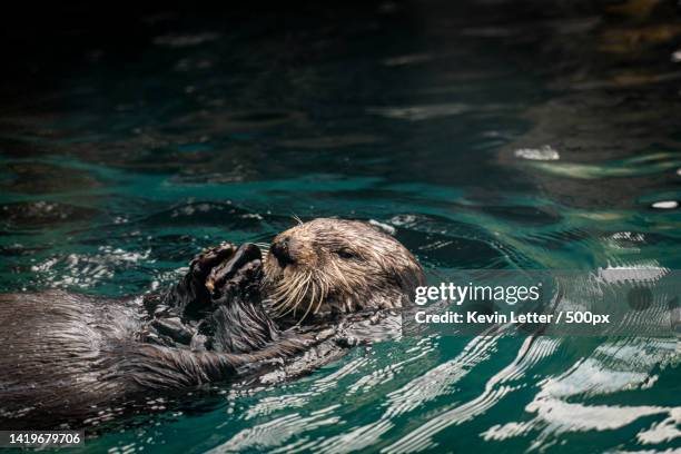 high angle view of seal swimming in sea,portland,oregon,united states,usa - cute otter stock pictures, royalty-free photos & images