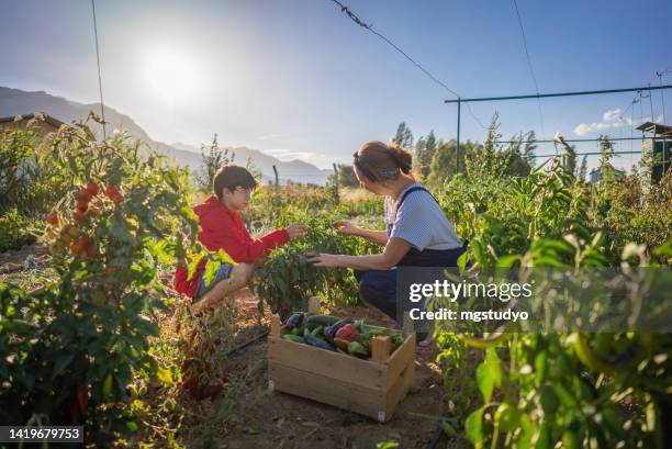 mother and young boy working in the garden - farmer son stock pictures, royalty-free photos & images