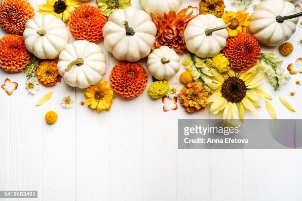 frame of white decorative pumpkins with autumn flowers on white wooden background. thanksgiving day and halloween concept. photography from above with copy space - thanksgiving wallpaper imagens e fotografias de stock